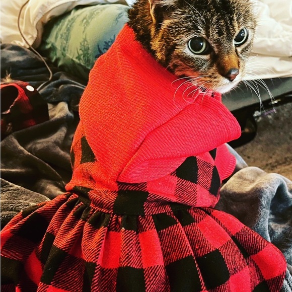 Posh Ambassador - Picture 7 of 12